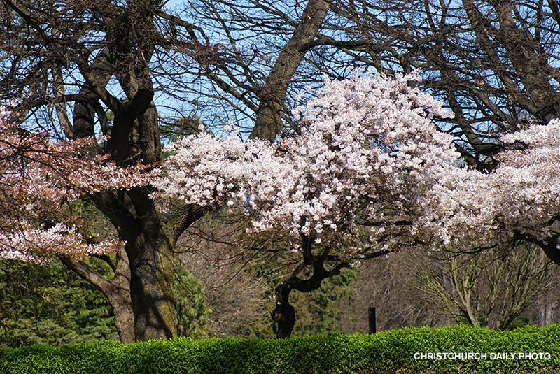 Blossom Trees on Harper Avenue