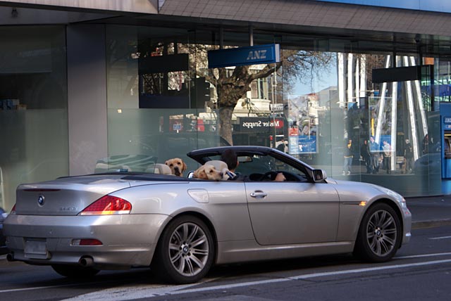 Dog Chauffeur