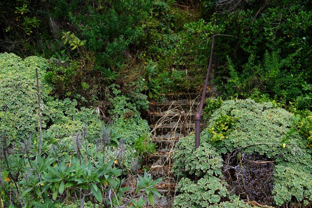 Overgrown Steps, Ferrymead