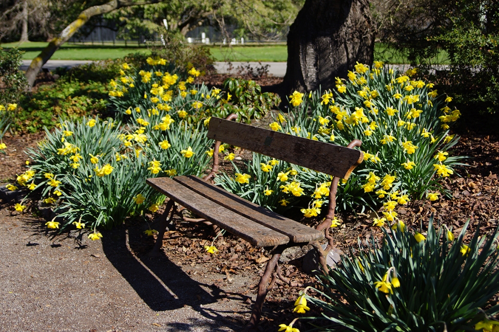 Bench Seat in the Botanic Gardens with Daffodils