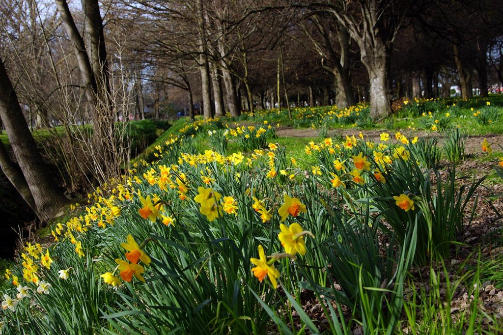 Daffodils in South Hagley Park