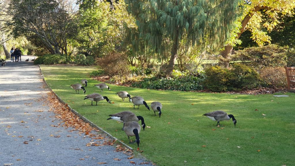 Canadian Geese in the Christchurch Botanic Gardens