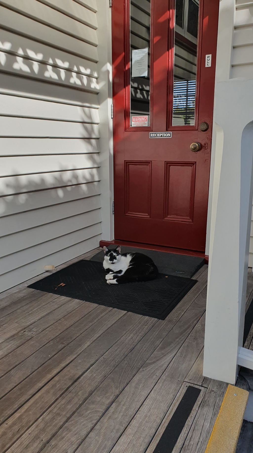 Black and White Cat on the welcome mat